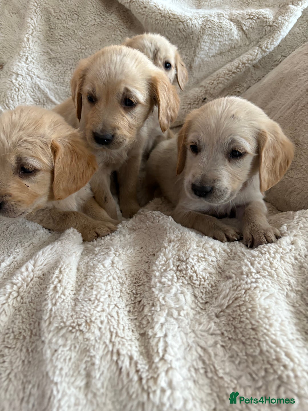Golden Retriever dogs for sale: Golden retriever puppy Available 🐶🐾🦴  - Image 38