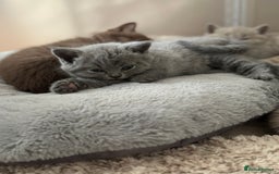 British Shorthair cats for sale: British shorthair blue kitten - Image 7