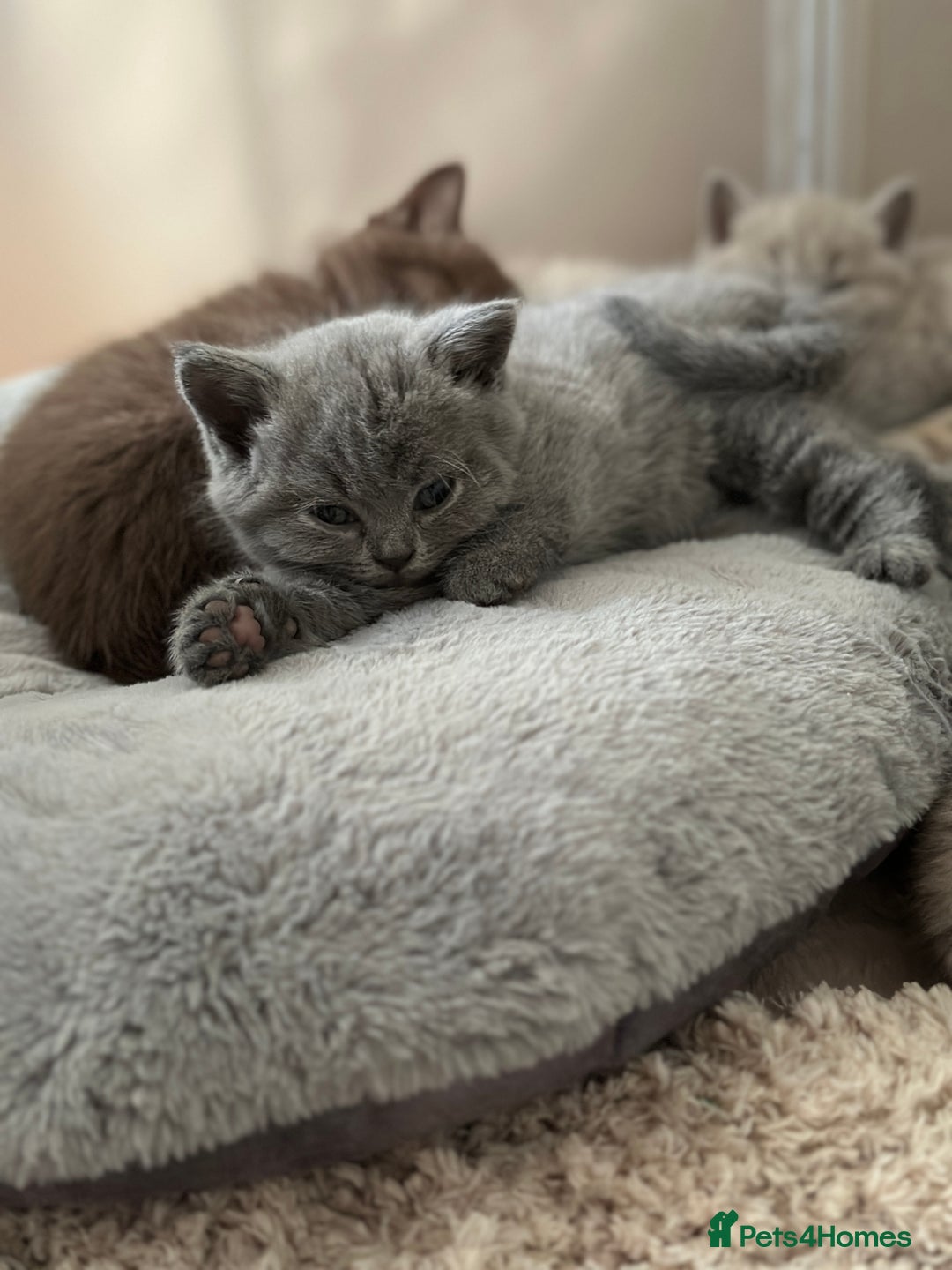 British Shorthair cats for sale: British shorthair blue kitten - Image 7