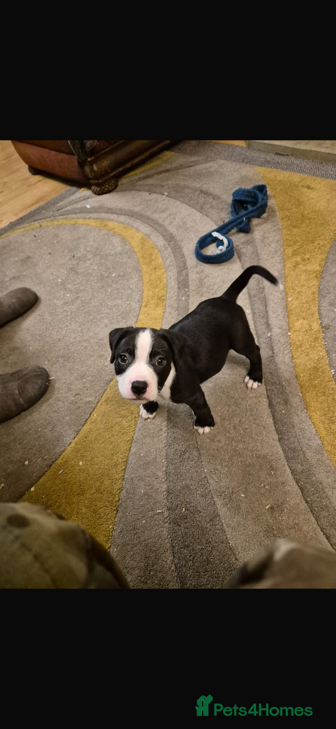 Mixed Breed dogs for sale: Beautiful Staffy Pups, 3 Boys, 4 Girls - Advert 9