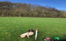 Sprocker dogs for sale: Stunning Chocolate Sprocker Spaniels in Llandysul - Image 10