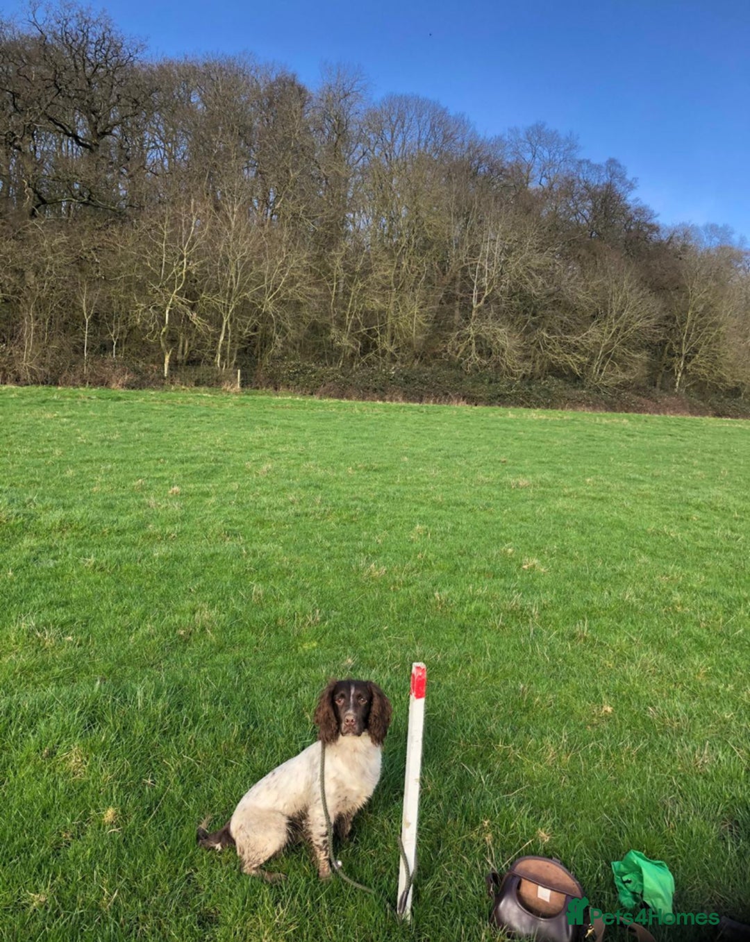 Sprocker dogs for sale: Stunning Chocolate Sprocker Spaniels in Llandysul - Image 10