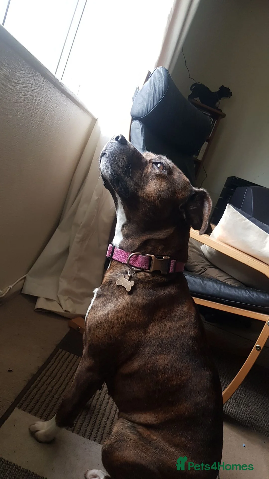 Mixed Breed dogs for adoption: Staffy×Rotty forever home needed in Spalding - Advert 1