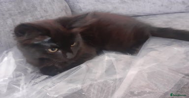 Mixed Breed cats - Advert 15