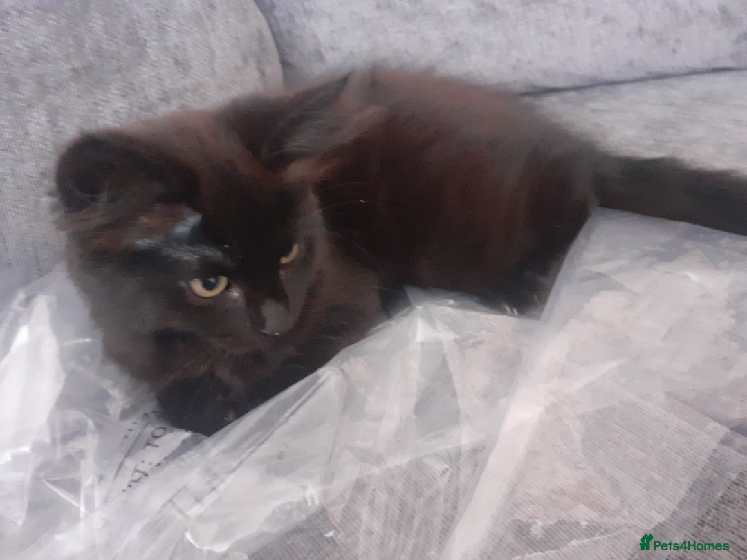 Mixed Breed cats for sale: 4 beautiful brown /black fluffy kittens for sale - Image 2