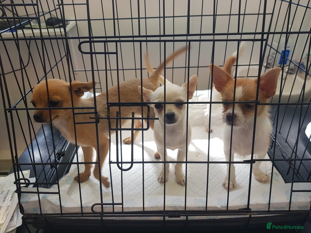 Chihuahua dogs for adoption: ❤️🐶 TOFFEE & COOKIE 🐶❤️ - Image 9