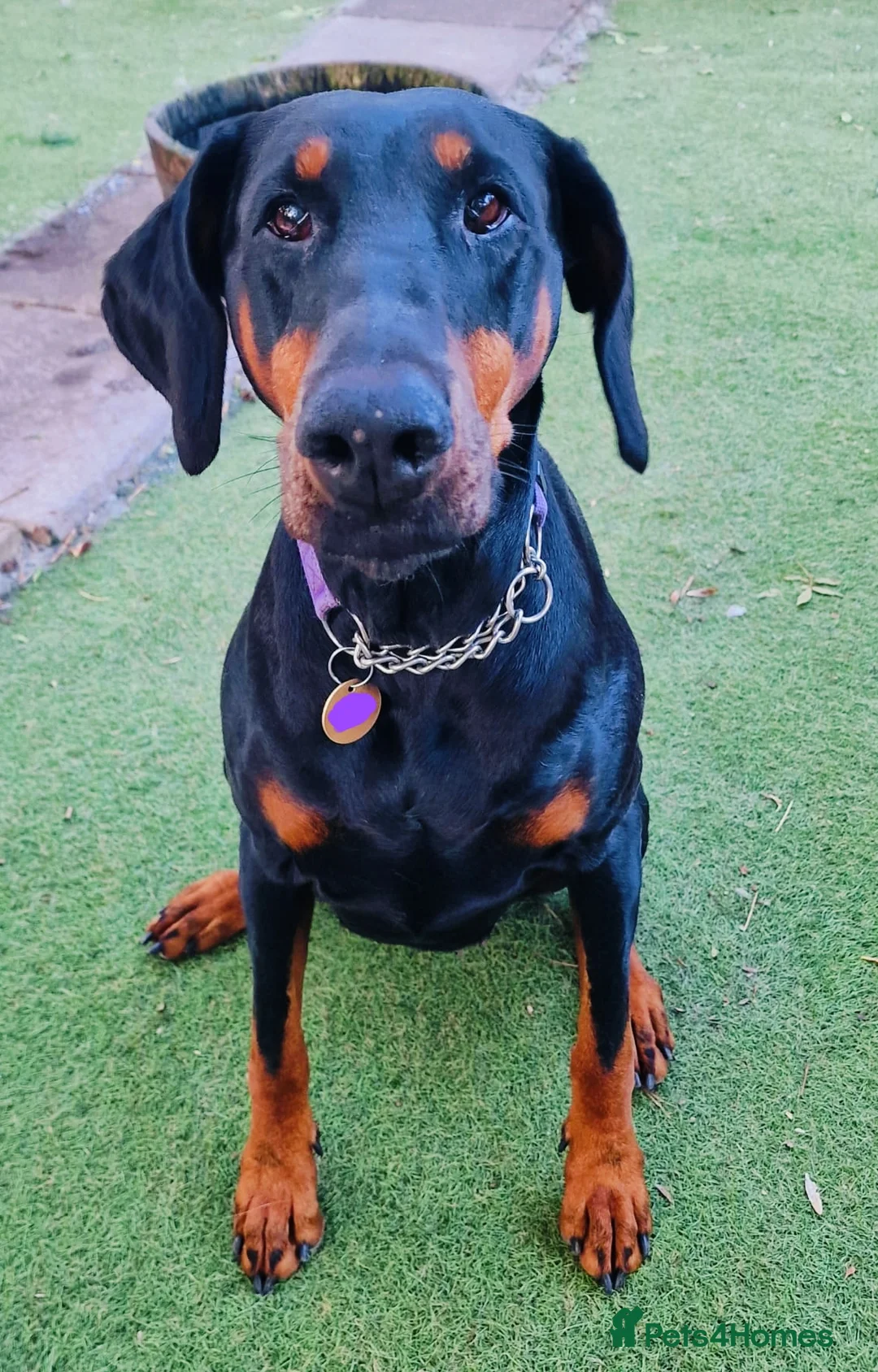 Dobermann dogs for sale: Stunning male dobermann  - Advert 21