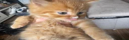 Domestic Shorthair cats for sale: Ginger girl/boy Black girl/boy kittens for sale  in Loughborough - Advert 24