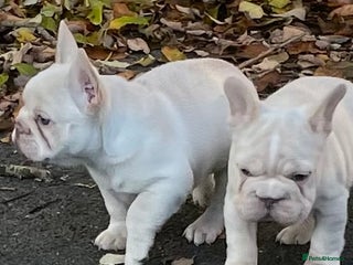 French Bulldog dogs KC REGISTERED QUALITY FRENCH BULLDOG PUPPIES - Advert 9