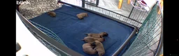 Cairn Terrier dogs for sale: Cairn terrier KC registered - Advert 6