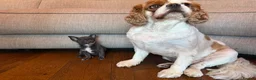 Chihuahua dogs for sale: Tiny  **  blue chihuahua female  - Advert 5