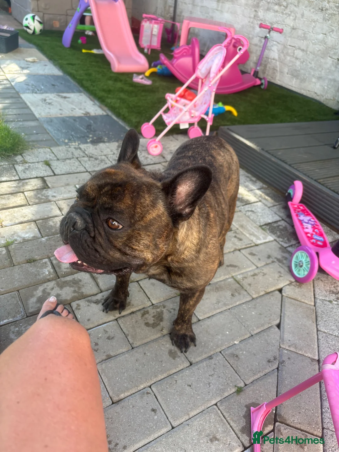 French Bulldog dogs for sale: Cash  - Advert 2