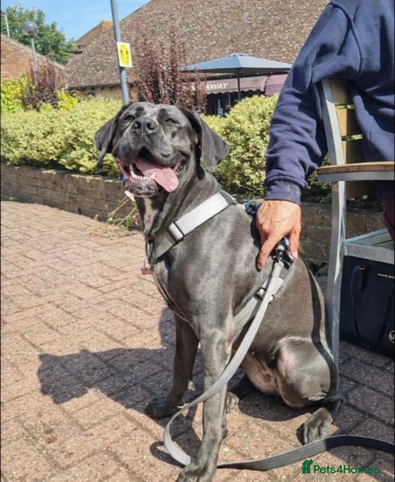 Cane Corso dogs Beautiful Cane corso in need of a lovely home  - Advert 1