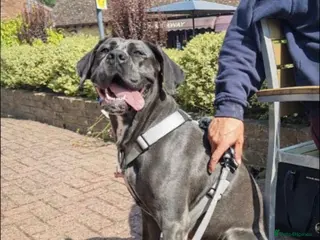 Cane Corso dogs Beautiful Cane corso in need of a lovely home - Advert 1