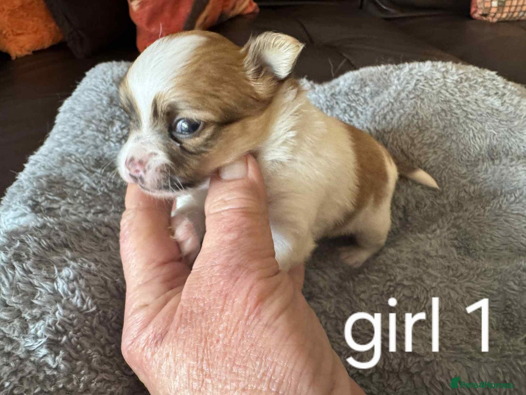 Chihuahua dogs for sale: Chihuahua long coat puppies 2 girls and 1 boy - Image 6