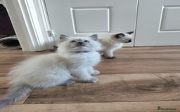 Ragdoll cats for sale: Adorable Ragdoll Kitten ready now - Image 9