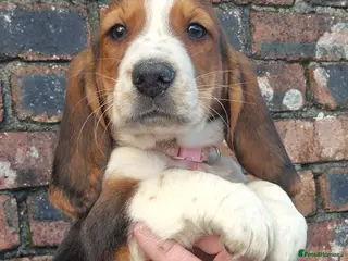Basset Hound dogs KC BASSET HOUND PUPPIES FROM HEALTH TESTED PARENTS - Advert 5