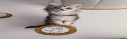 Maine Coon cats for sale: Purebred Maine Coon last girl ready now - Advert 6