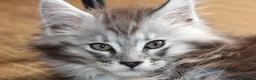 Maine Coon cats for sale: TICA Maine Coon Kittens 𝕽𝖊𝖆𝖉𝖞 𝖙𝖔 𝖑𝖊𝖆𝖛𝖊 - Advert 20