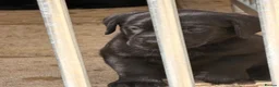 Labrador Retriever dogs for sale: Labrador puppies  in Malmesbury - Advert 2