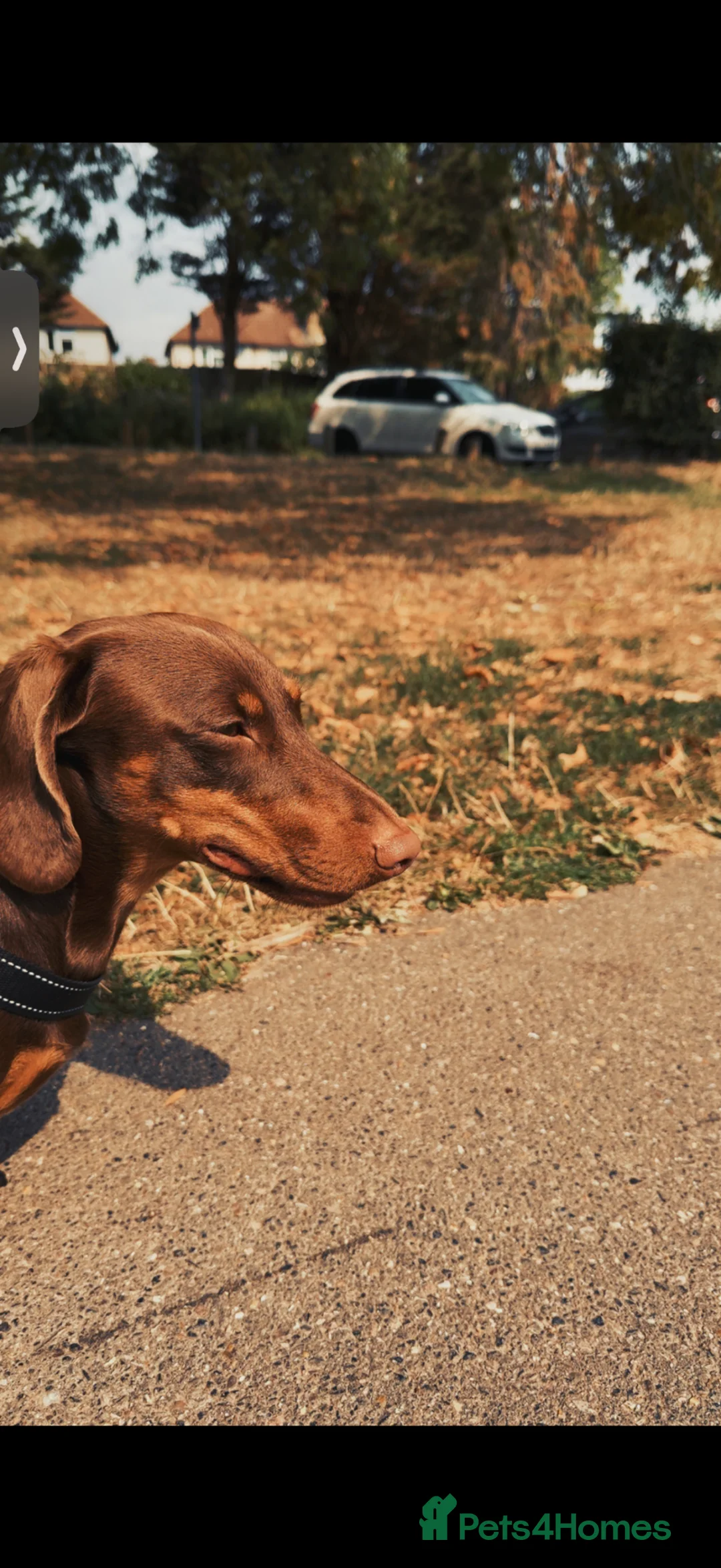 Dachshund dogs for stud: Handsome well tempered male dog available 4 stud.  in Hornchurch - Advert 2