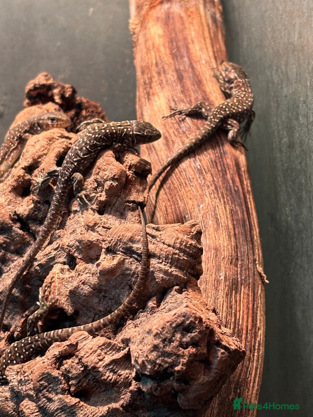 Lizard reptiles for sale: Baby jewelled lacerta  european eyed lizards - Advert 10