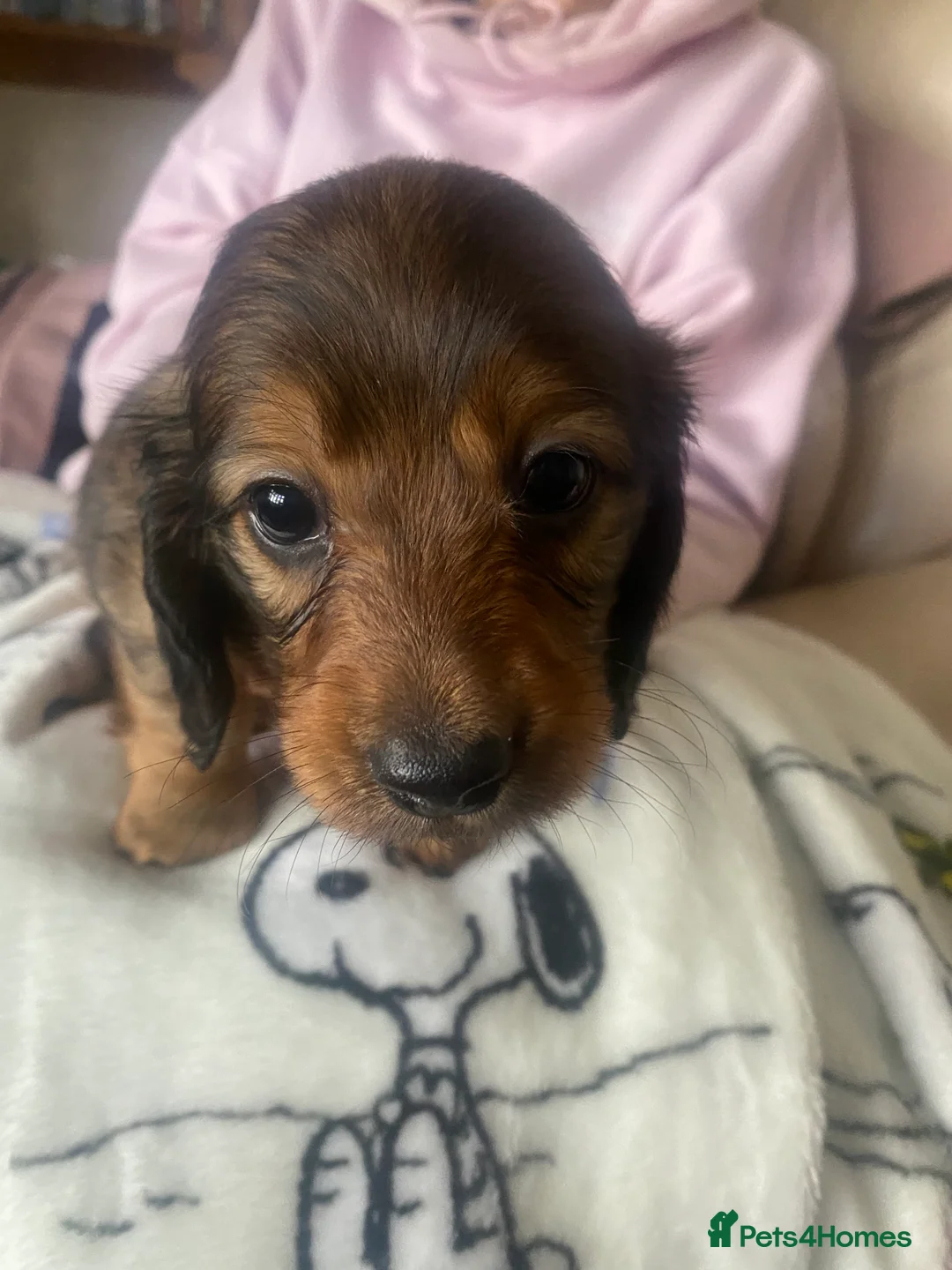 Miniature Dachshund dogs for sale: Adorable playful puppies - Advert 12