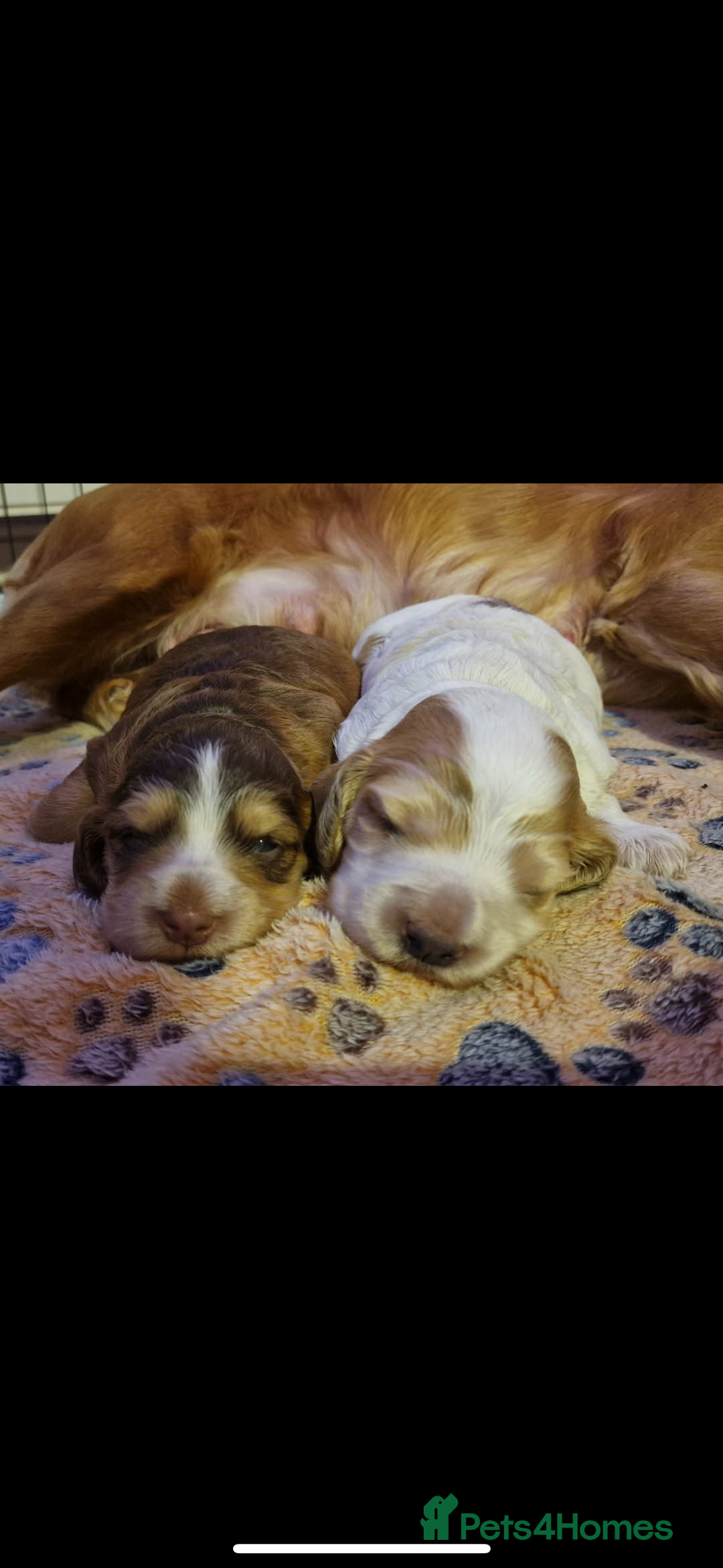 Cocker Spaniel dogs for sale: Lemon roan showtype cockerspaniel - Advert 3