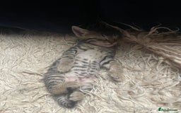 Mixed Breed cats for sale: 7 Half Snow Bengal kittens - Image 5