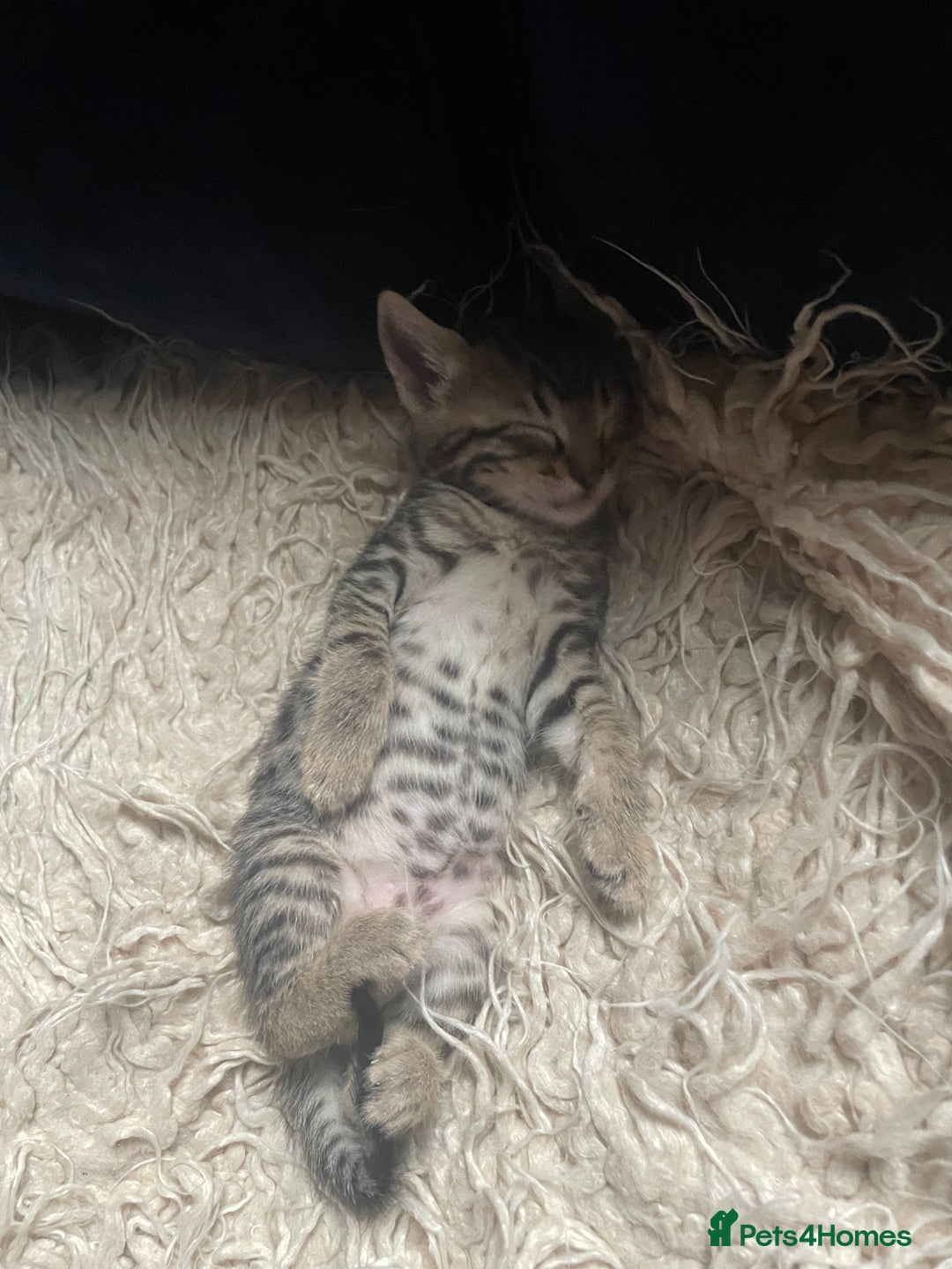 Mixed Breed cats for sale: 7 Half Snow Bengal kittens - Image 5