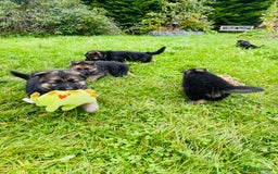 German Shepherd dogs for sale: Outstanding long coat German shepherd puppies  - Image 12