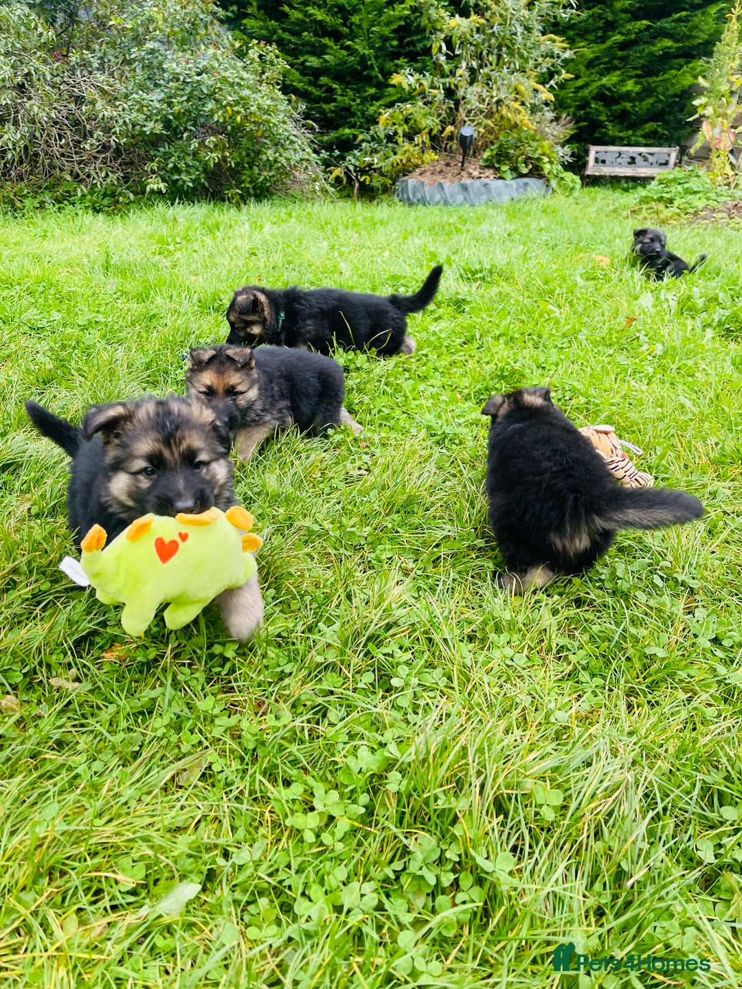 German Shepherd dogs for sale: Outstanding long coat German shepherd puppies  - Image 12