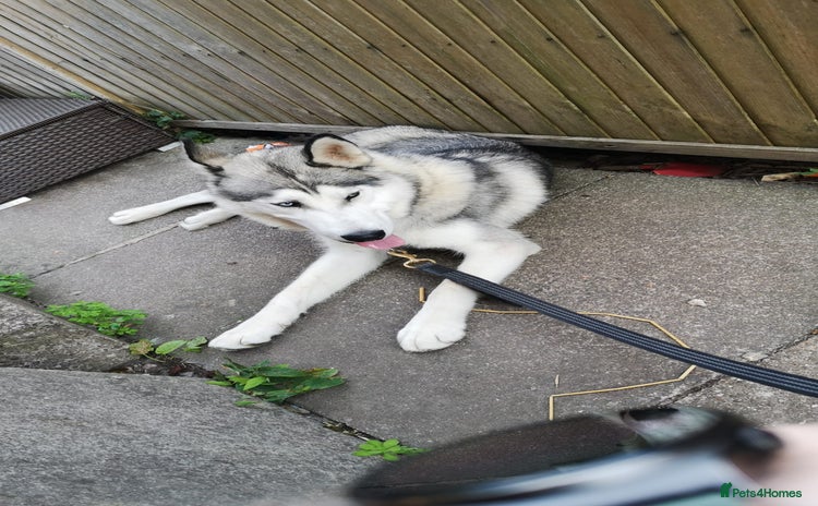 Siberian Husky dogs - Advert 2
