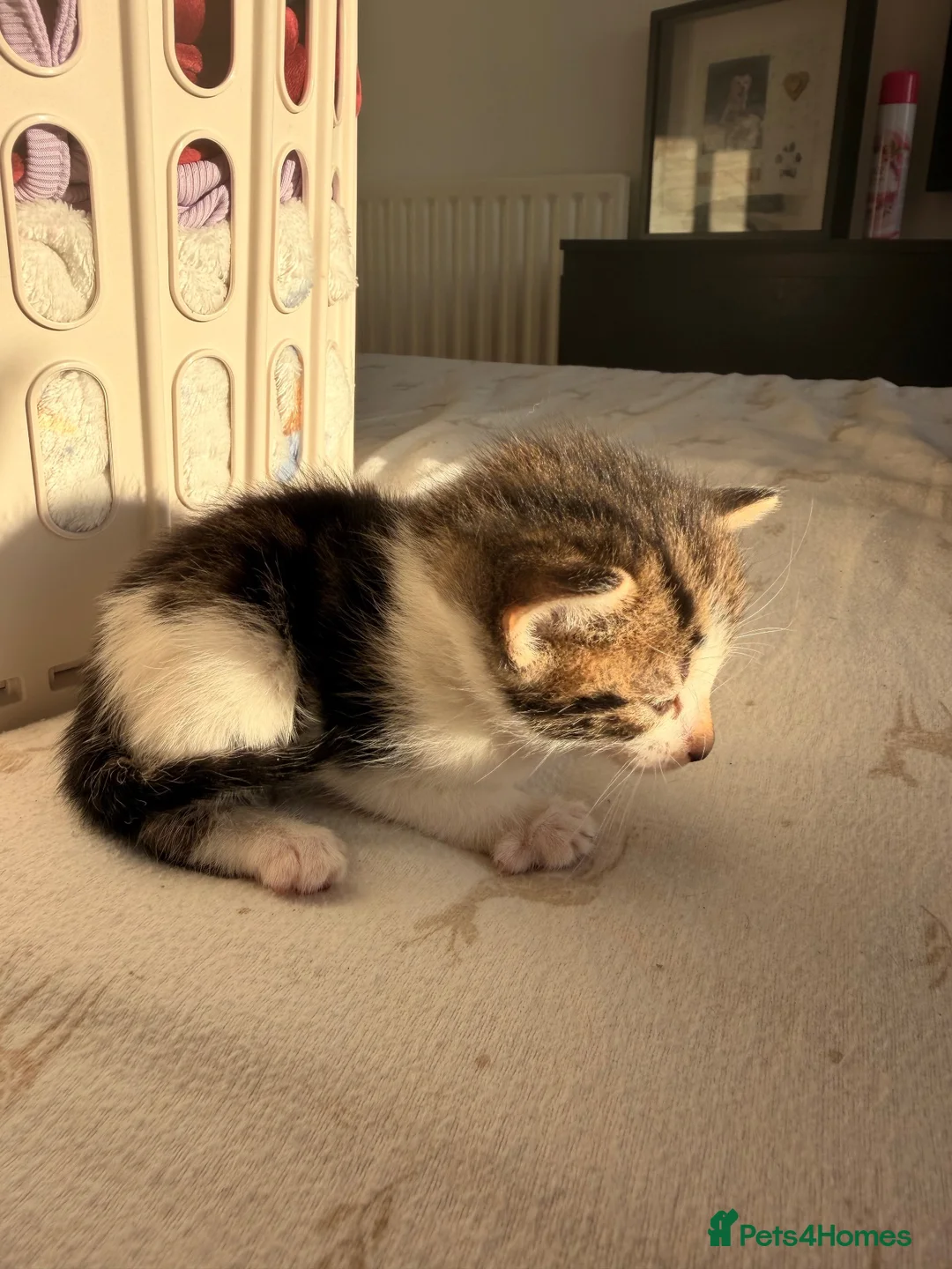 Mixed Breed cats for sale: Kittens  - Advert 7