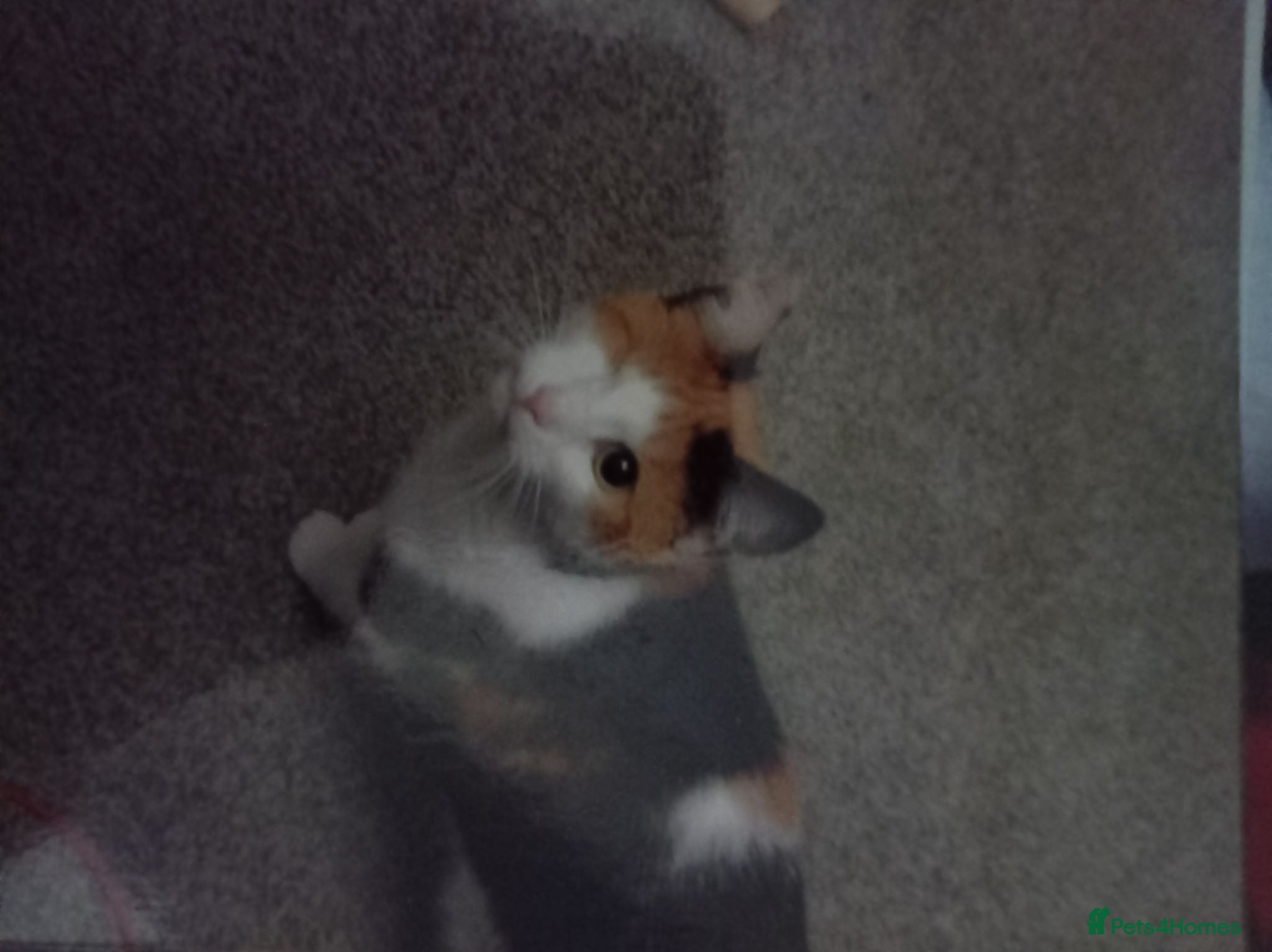 Mixed Breed cats 7 year old cat - Advert 1