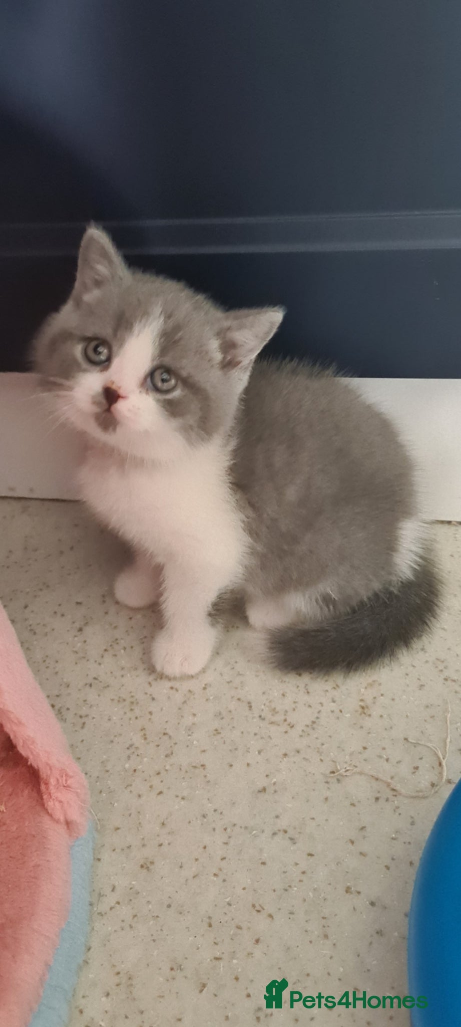 British Shorthair cats British Shorthair kittens  - Advert 2