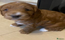 Cockapoo dogs for sale: Adorable F1 cockapoos for sale  - Image 14