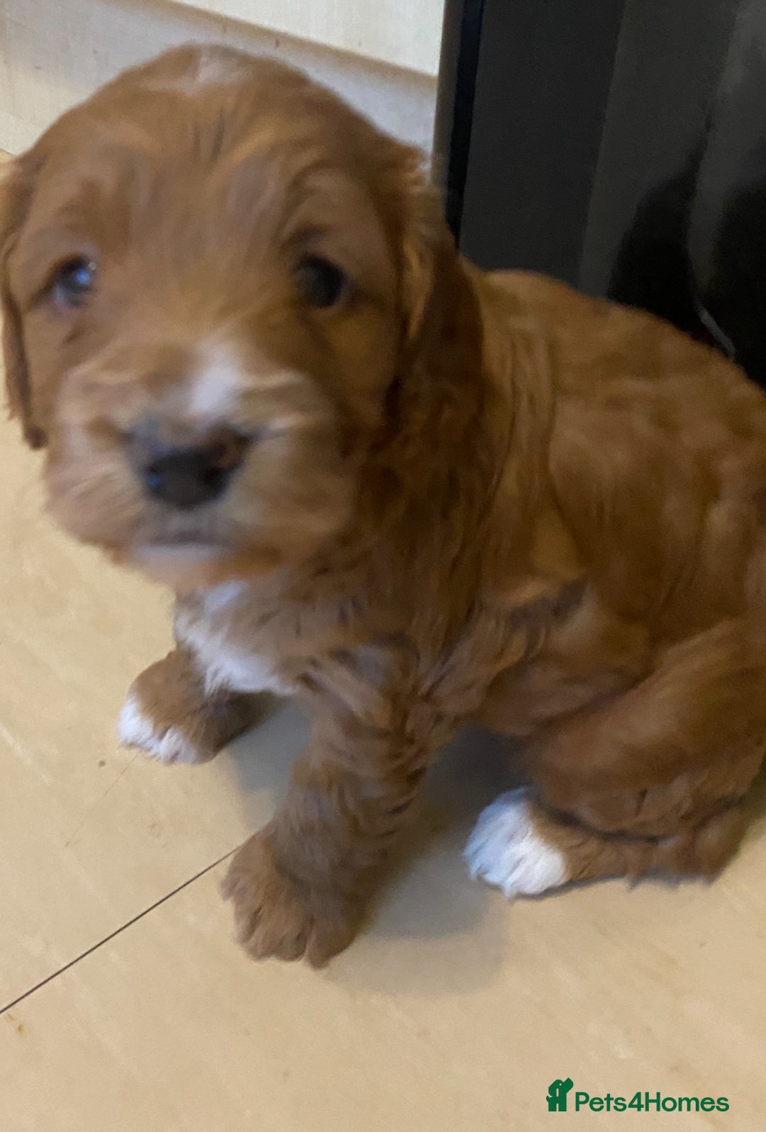 Cockapoo dogs for sale: Adorable F1 cockapoos for sale  - Image 14