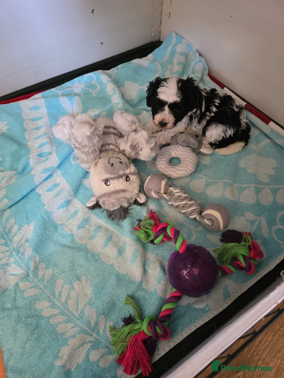 Cavapoo dogs for sale: 1 stunning boy F1 cavapoo  in Doncaster - Advert 2