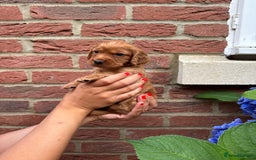 Cocker Spaniel dogs for sale: Health Tested Clear Cocker Spaniel Puppies  - Image 20