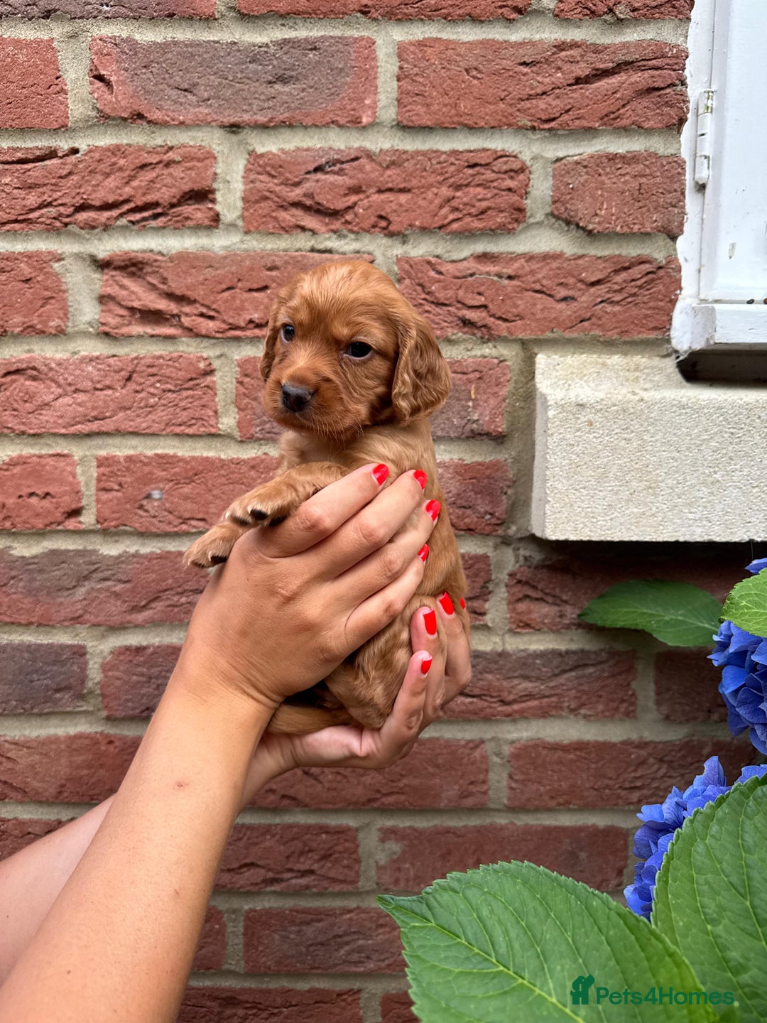 Cocker Spaniel dogs for sale: Health Tested Clear Cocker Spaniel Puppies  - Image 20
