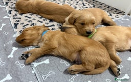 Golden Retriever dogs for sale: Dark Red Golden Retriever Pups  - Image 32