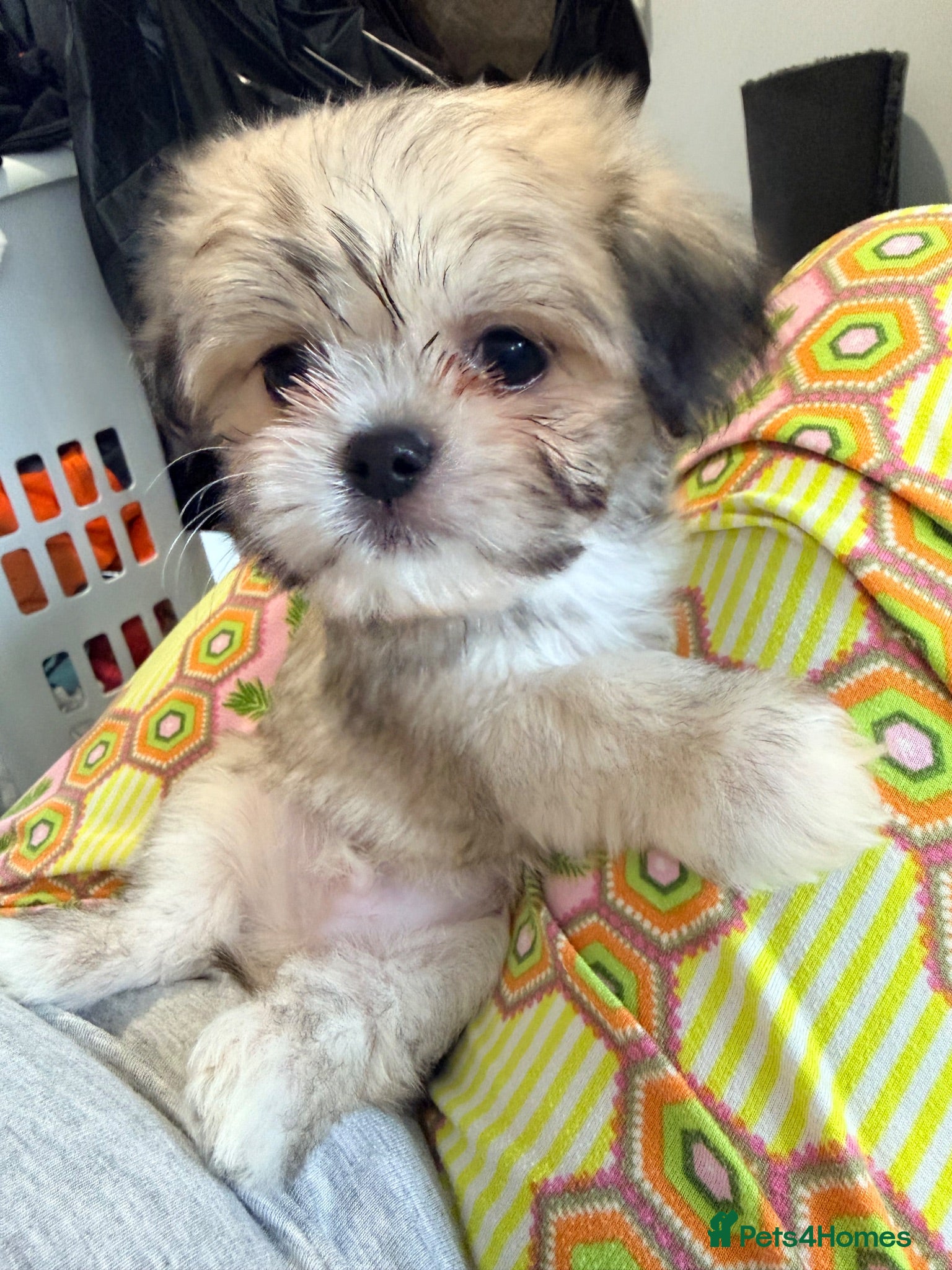 Mixed Breed dogs Tiny Malchi puppies - Advert 1