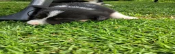 Border Collie dogs for sale: Stunning Collie puppies from working parents in Belper - Advert 7
