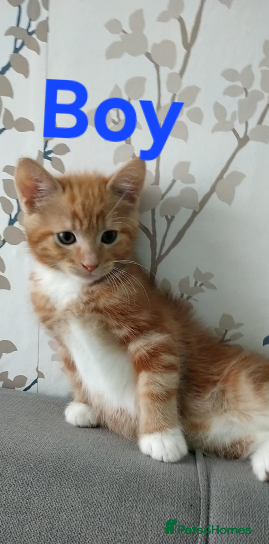 Mixed Breed cats for sale: We sell wonderful kittens  - Image 4