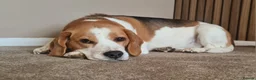 Beagle dogs for sale: Male beagle age 6 - Advert 1