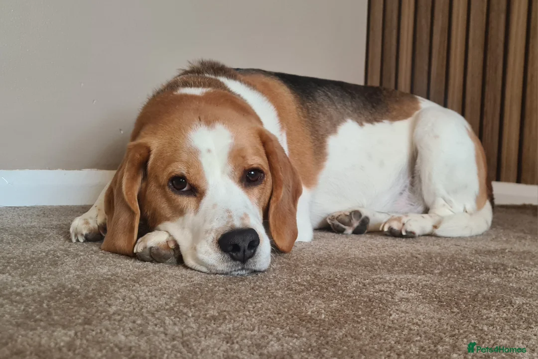 Beagle dogs for sale: Male beagle age 6 - Advert 1