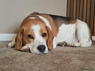 Beagle dogs Male beagle age 6 - Advert 1