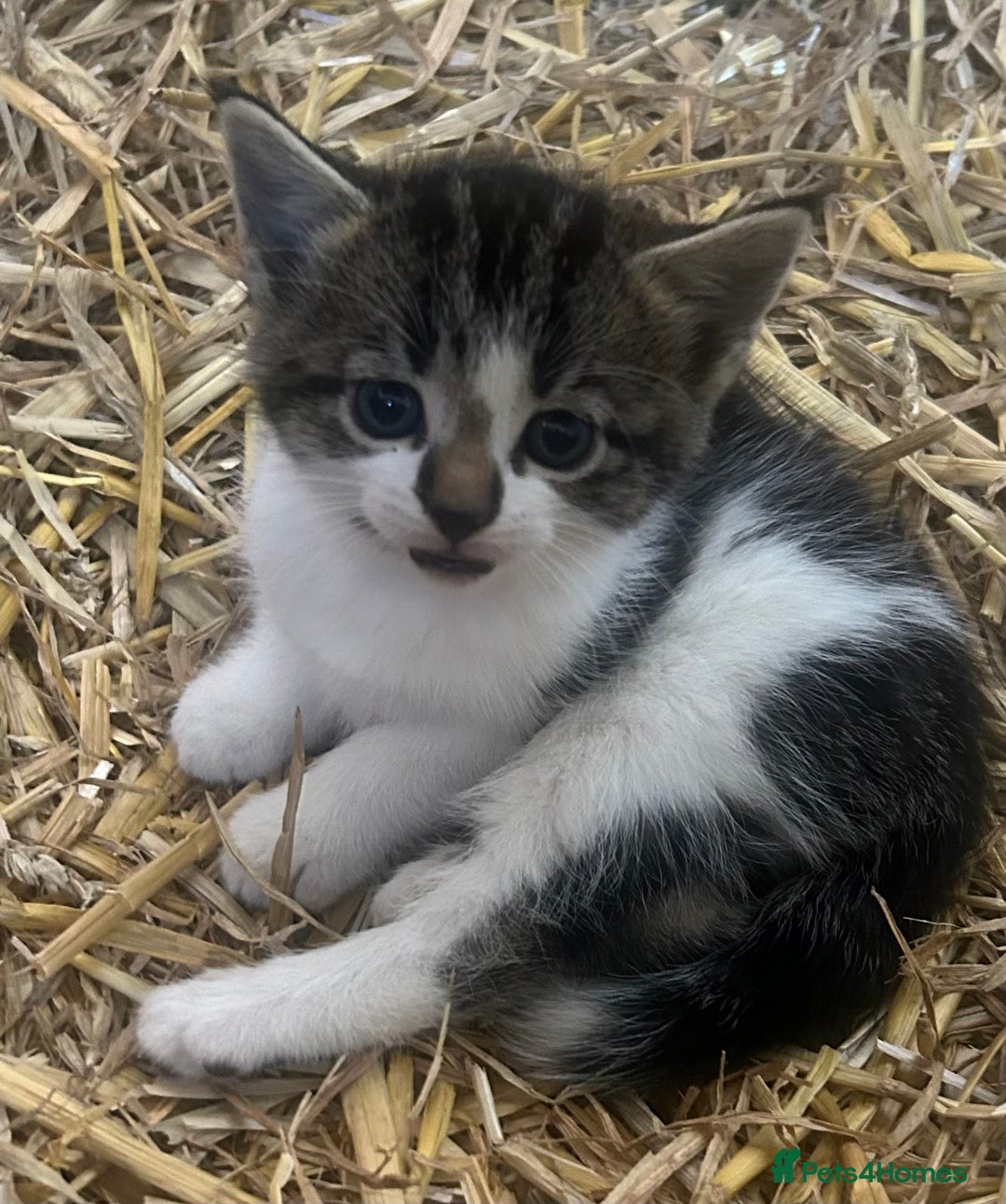 Mixed Breed cats for sale: Kittens  - Image 2
