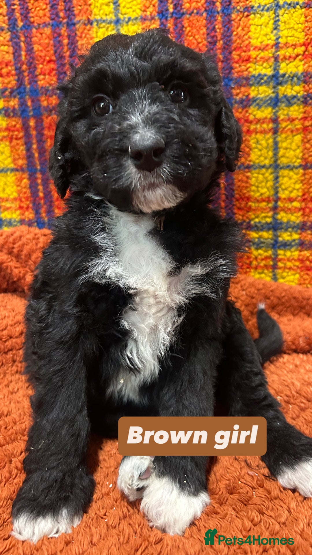 Bernedoodle dogs for sale: F1 standard Bernedoodle puppies. Licensed breeder - Advert 26